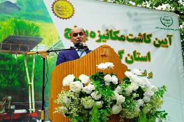 کشت برنج در گیلان